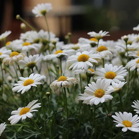 Fiori E Limoni 3* 콰르투치우