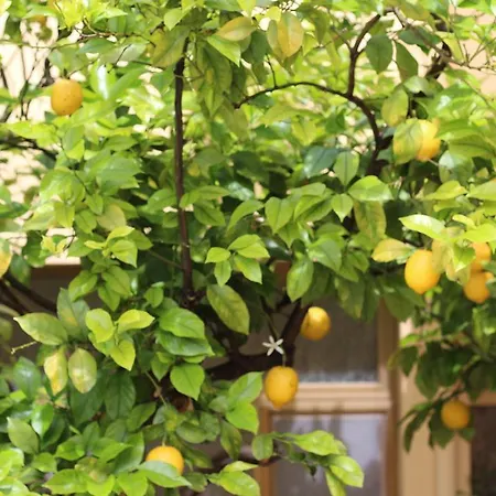 Fiori E Limoni Quartucciu