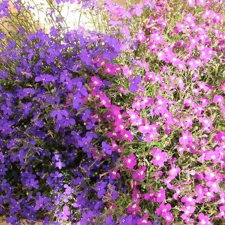 Fiori E Limoni