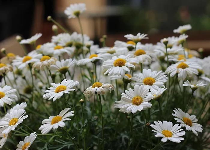 Fiori E Limoni 3* Quartucciu