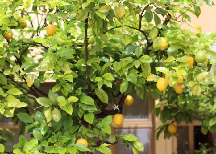 Fiori E Limoni Quartucciu